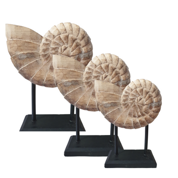 Hand-carved wooden nautilus shell sculptures on black stand shown in three sizes – small, medium and large – natural washed timber finish, coastal beach house decor by Azure Decor

