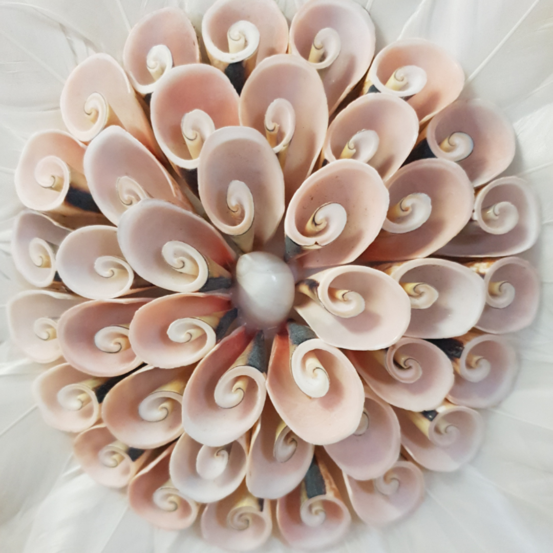 Round feather wall decoration with layered white feathers and a blush spiral shell centrepiece hanging on a white background