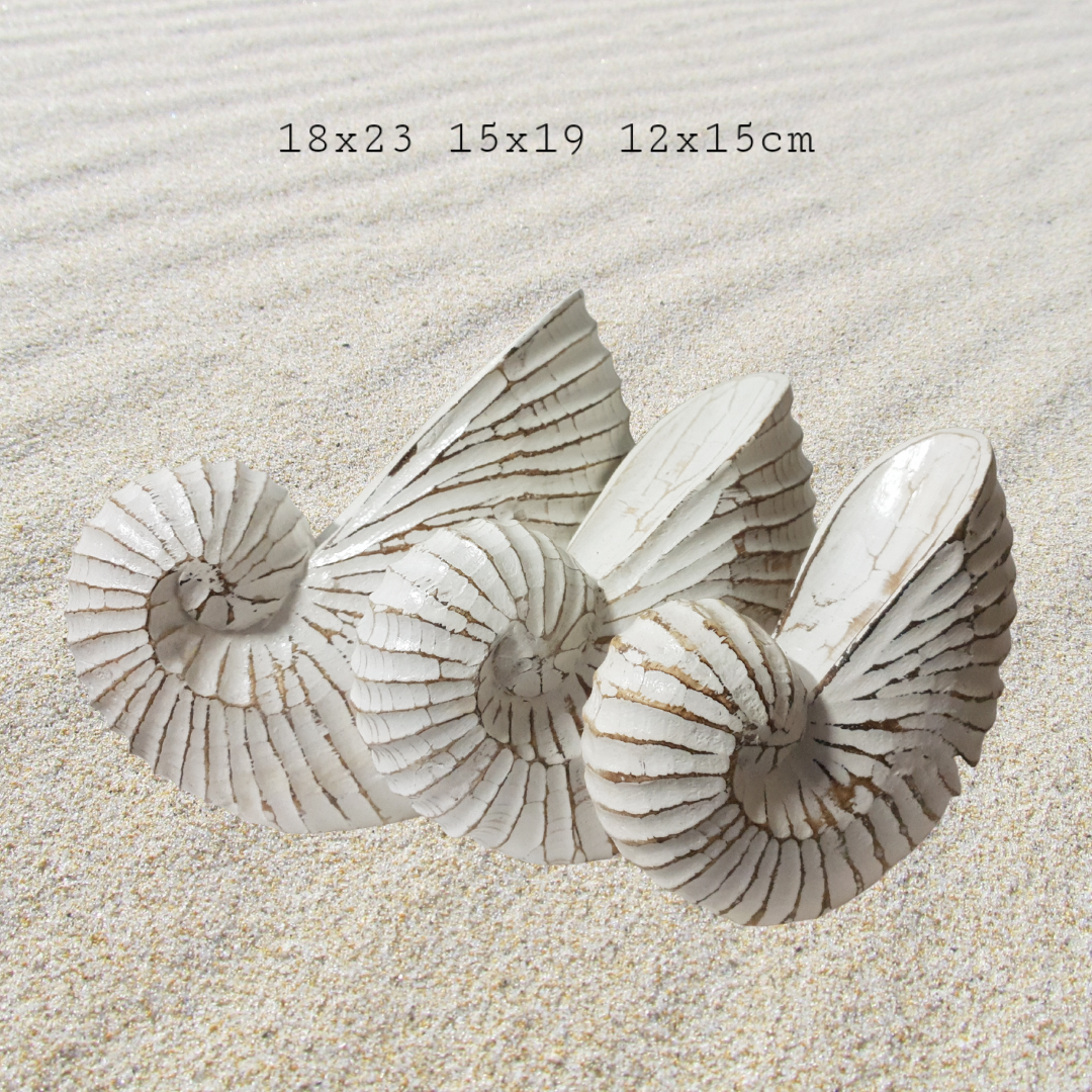 Nautilus Shell Wooden Decor – Small Medium Large size comparison
