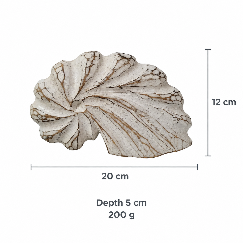 A seashell-shaped decorative object shown on a white background with dimension labels indicating 20 cm width, 12 cm height, 5 cm depth, and 200 g weight.