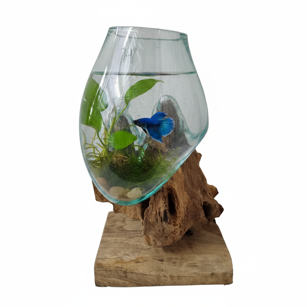Terrarium glass on drift wood styled on a light oak tabletop with moss, fern and succulent inside