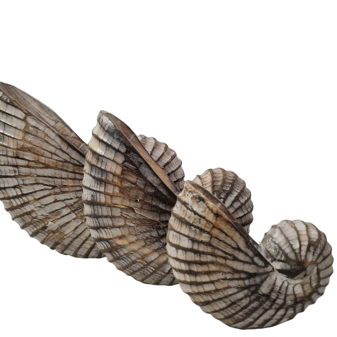 A set of three carved wooden nautilus shells in varying sizes, rustic brown wash finish designed as coastal-themed home decor.