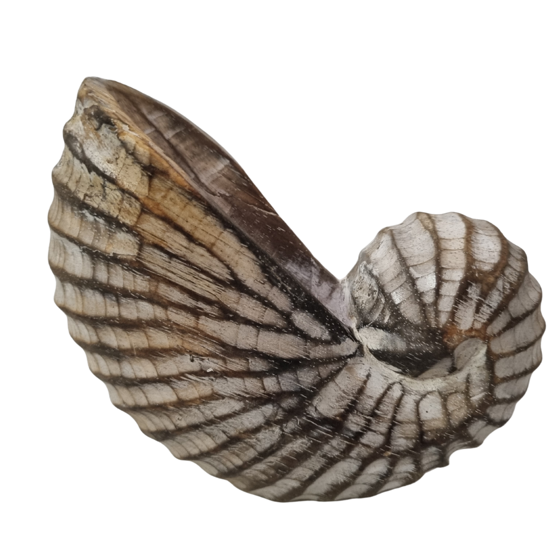 Nautilus Shell Wooden Decor – Brown Wash natural wood texture detail