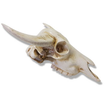 cow skull side view on white background 
